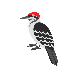 th woodpecker